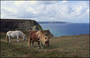 Shetland Ponies, Ralph's Cupboard, Treaga Hill, Portreath, Cornwall