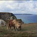 Shetland Ponies, Ralph's Cupboard, Treaga Hill, Portreath, Cornwall