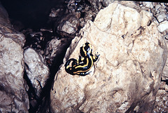DSC 7280.salamandre