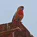 more than one use: Rosella on the chimney