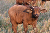 Baby buffalo