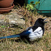 Magpie  on a hot day