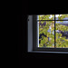 Window and Leaves