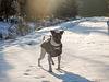 Jack Russell Terrier Rico DSCN0052
