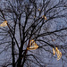 -leuchtbaum-02148-co-04-12-16