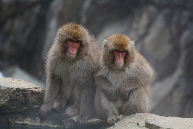 Japan, Jigokudani Yaen-Kōen Snow Monkey Park, A Couple of Japanese Macaques
