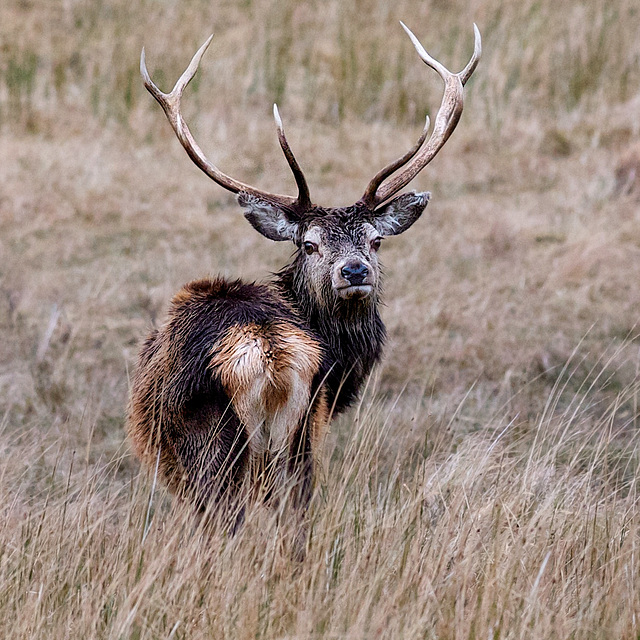 Red Deer Stag