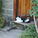 bwc - doorstep cat