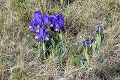Iris chamaeiris, Zwerg-Iris - 2016-03-13--D4_DSC5188