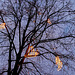 leuchtbaum-02149-co-04-12-16