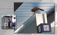 Pigeon patrol on Reading station - 17.3.2015