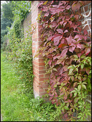Virginia creeper on Lucy's wall