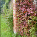 Virginia creeper on Lucy's wall