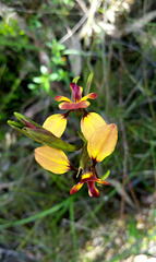 diuris longifolia
