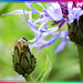 Bergflockenblume. (Cyanus montanus) ©UdoSm
