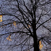 leuchtbaum-02150-co-04-12-16