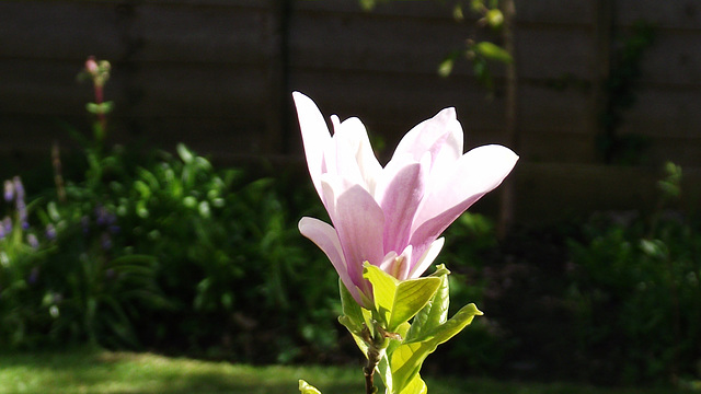 A gorgeous new flower of the magnolia tree