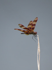 Halloween pennant dragonfly