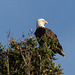 Yesterday's Bald Eagle