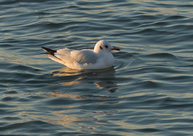 West Kirby seagull 1