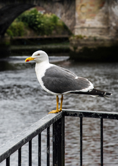 Yellow-Legged Gull at Dumbarton Bridge