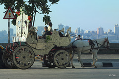One horsepower carriage on Marine Drive, Bombay