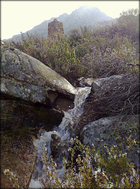 Mountain stream and rosemary