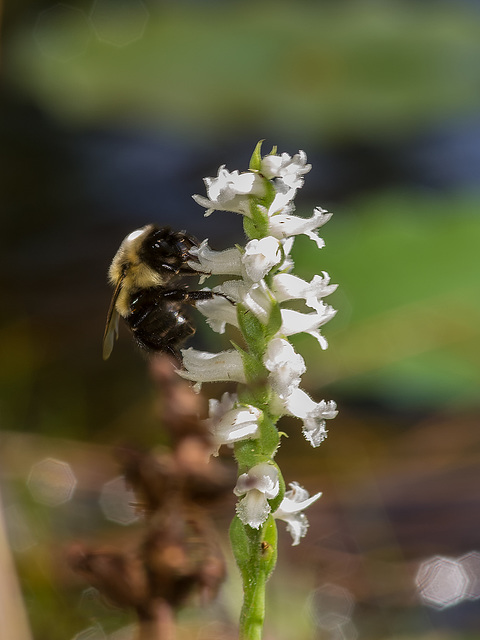 Spiranthes cernua (Nodding Ladies'-tresses orchid) with bumble bee