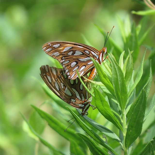 Gulf fritillary butterflies