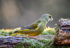 the greenfinch in Alsace : le verdier