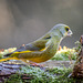 the greenfinch in Alsace : le verdier