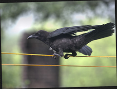Young crow getting the dinosaur dance moves down