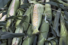 Corn Cobs – Marché Jean-Talon, Montréal, Québec, Canada