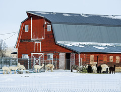Fine old barn with Alpacas