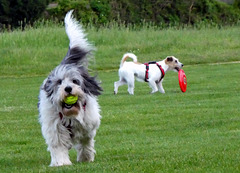 Hundesport mit Tennisball und Frisbeescheibe
