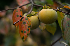 Persimmon and leaves