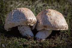 Pictures for Pam, Day 30: Mushroom Pair