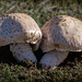 Pictures for Pam, Day 30: Mushroom Pair