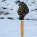 Short-eared Owl - the 'best' I could get