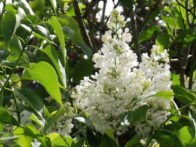 The amazing scent of the white lilac