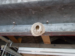 oaw[b&w] - wasp nest {3 of 5}