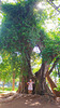 Ma soeur à l'Ile de La Réunion sous un arbre géant***********