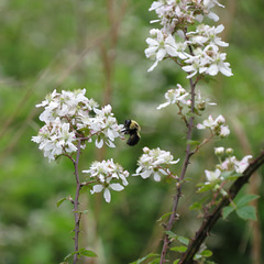 Blackberry flowers with bumblebee