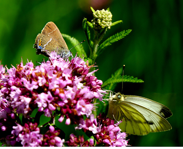 Friedliche Koexistenz - Peaceful coexistence - PiPs