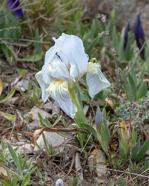Iris chamaeiris, Zwerg-Iris - 2016-03-13--D4_DSC5211