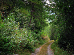 summer trail