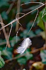 Federleicht - Light as a feather