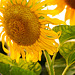 Sunflower smiling in the sun