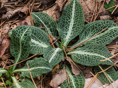 Goodyera pubescens (Downy Rattlesnake Plantain Orchid)