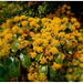 Azara petiolaris, Salicaceae.....Bonne semaine à tous ❤️